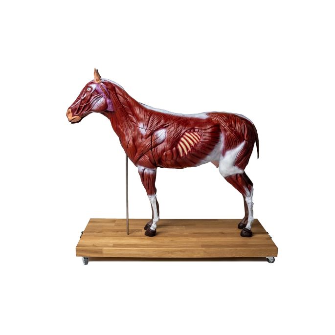 Paard(merrie)model, 16 delig, 1/3 levensgrootte