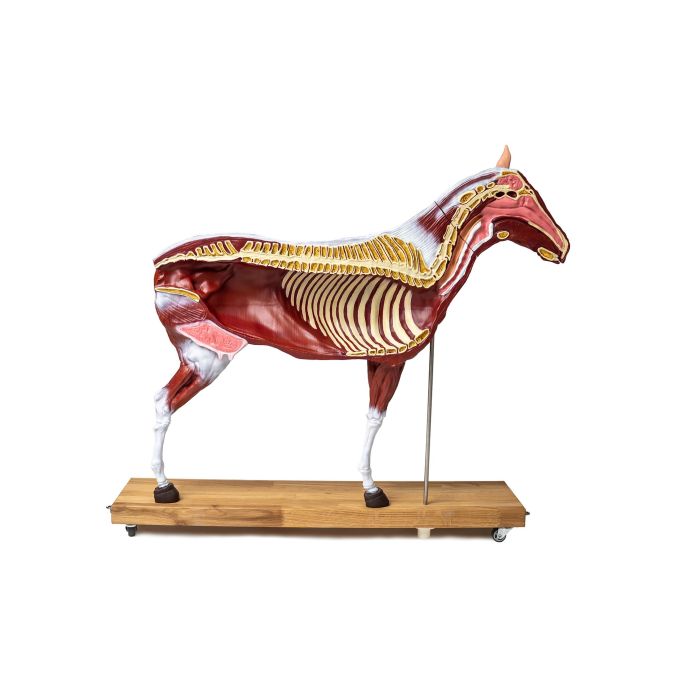 Paard(merrie)model, 16 delig, 1/3 levensgrootte