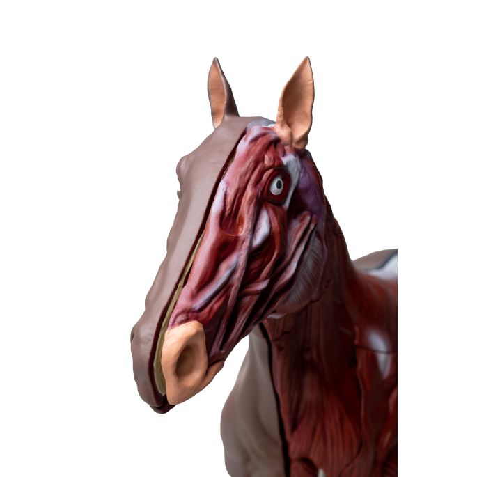 Paard(merrie)model, 16 delig, 1/3 levensgrootte