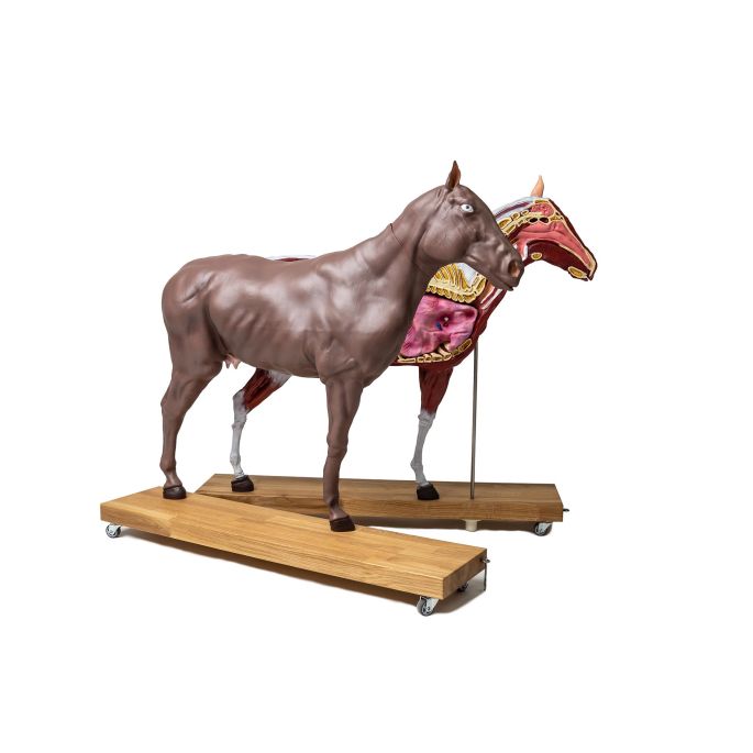 Paard(merrie)model, 16 delig, 1/3 levensgrootte