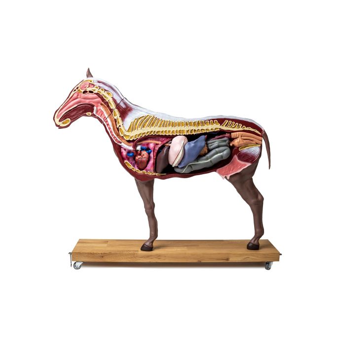 Paard(merrie)model, 16 delig, 1/3 levensgrootte