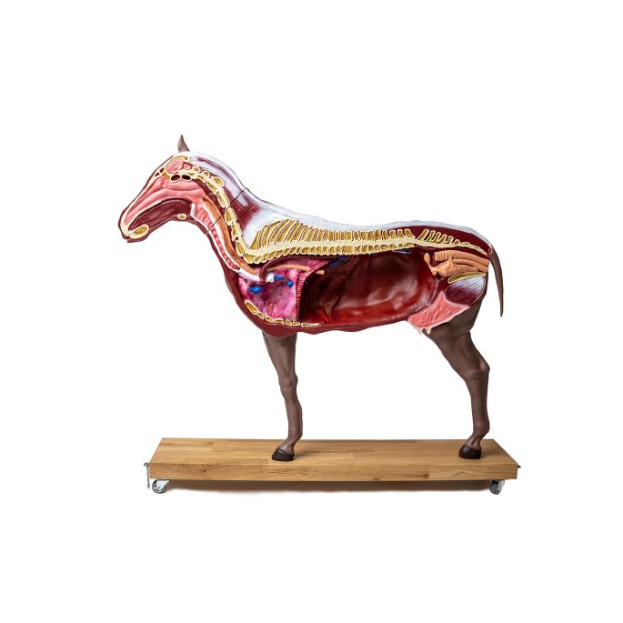 Paard(merrie)model, 16 delig, 1/3 levensgrootte