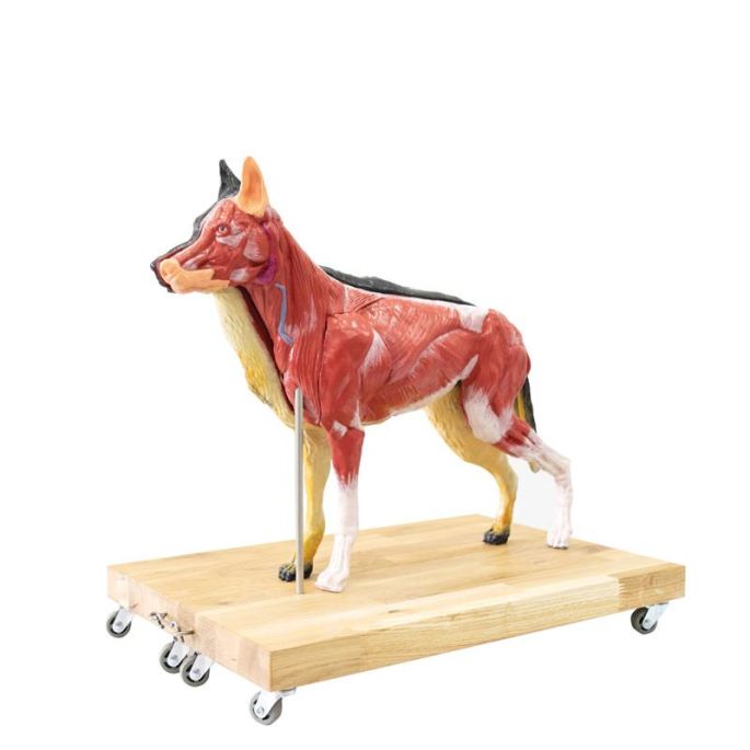 Hondenmodel (Duitse herder), 11 delen, 2/3 levensgroot