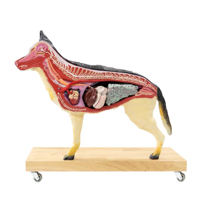 Hondenmodel (Duitse herder), 11 delen, 2/3 levensgroot