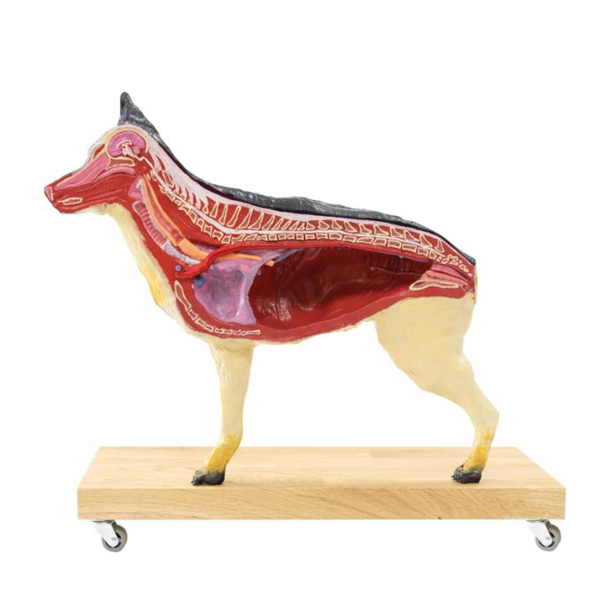 Hondenmodel (Duitse herder), 11 delen, 2/3 levensgroot
