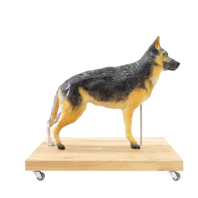 Hondenmodel (Duitse herder), 11 delen, 2/3 levensgroot