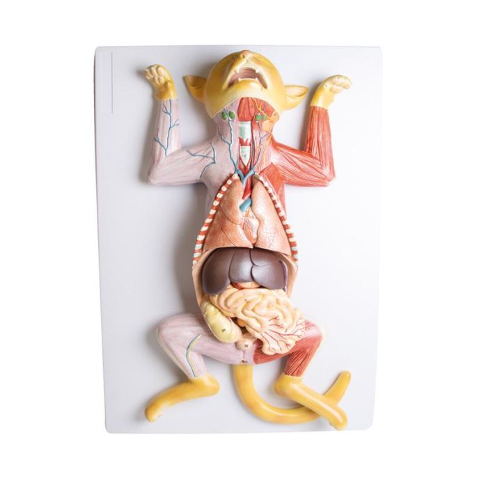 Zwanger kattendissectiemodel