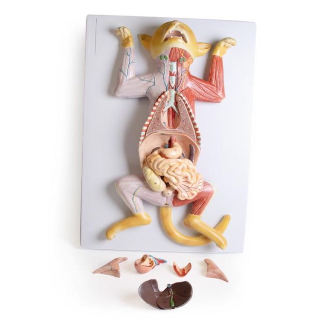 Zwanger kattendissectiemodel