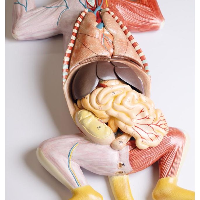 Zwanger kattendissectiemodel