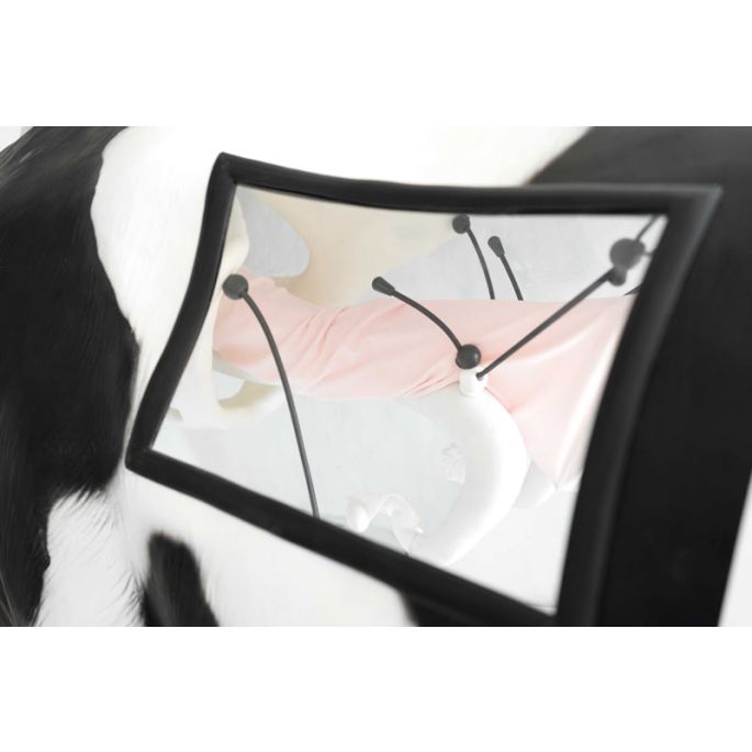 Geavanceerde simulator voor kunstmatige inseminatie (AI) koe