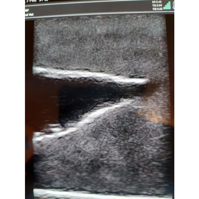 Echografie trainer hondenblaas
