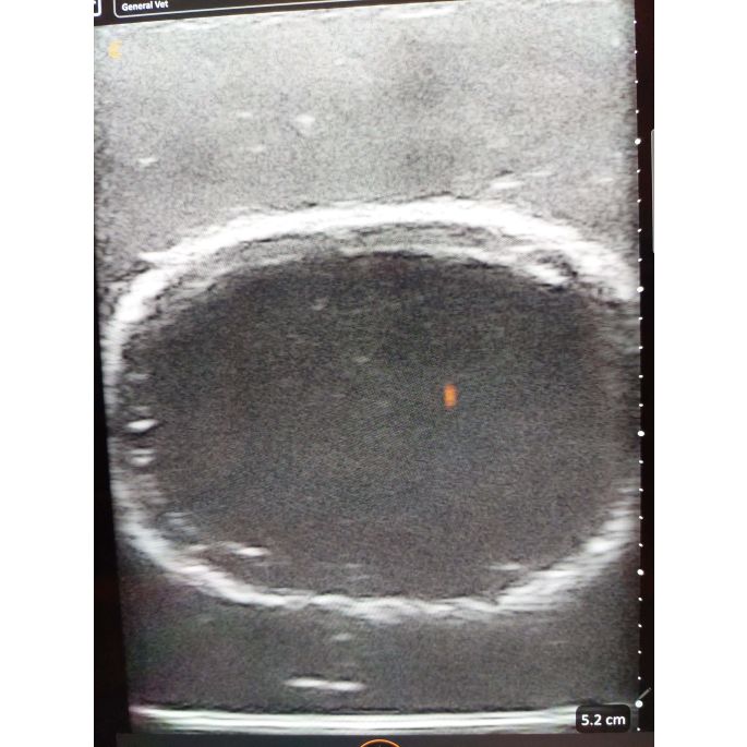 Echografie trainer hondenblaas