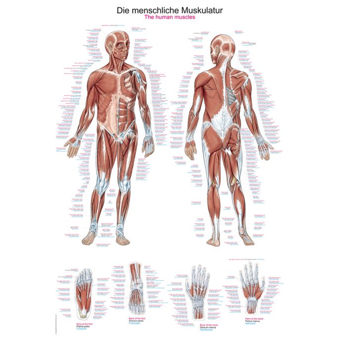 Anatomieposter