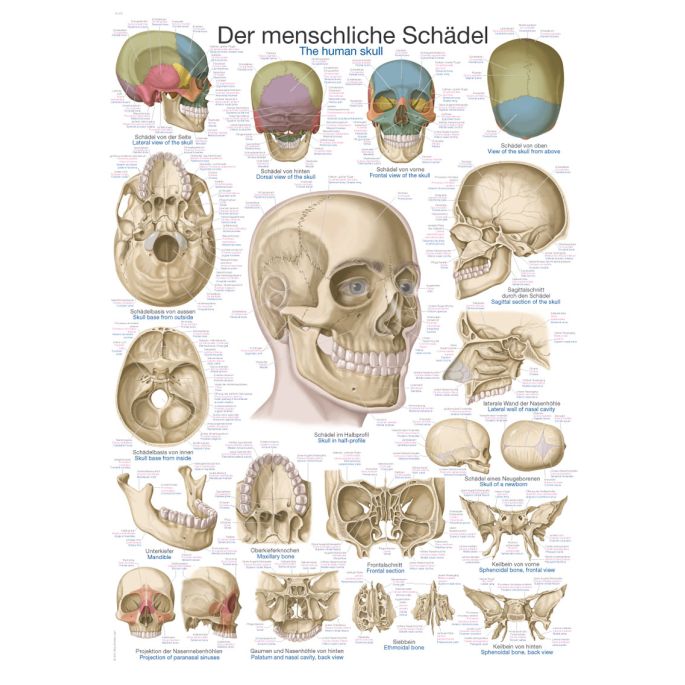Anatomieposter