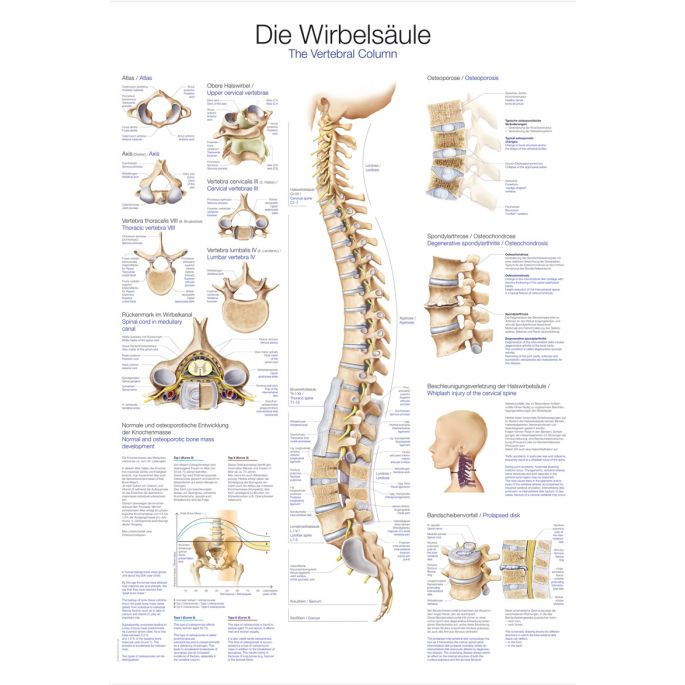 Anatomieposter