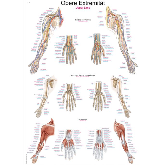 Anatomieposter