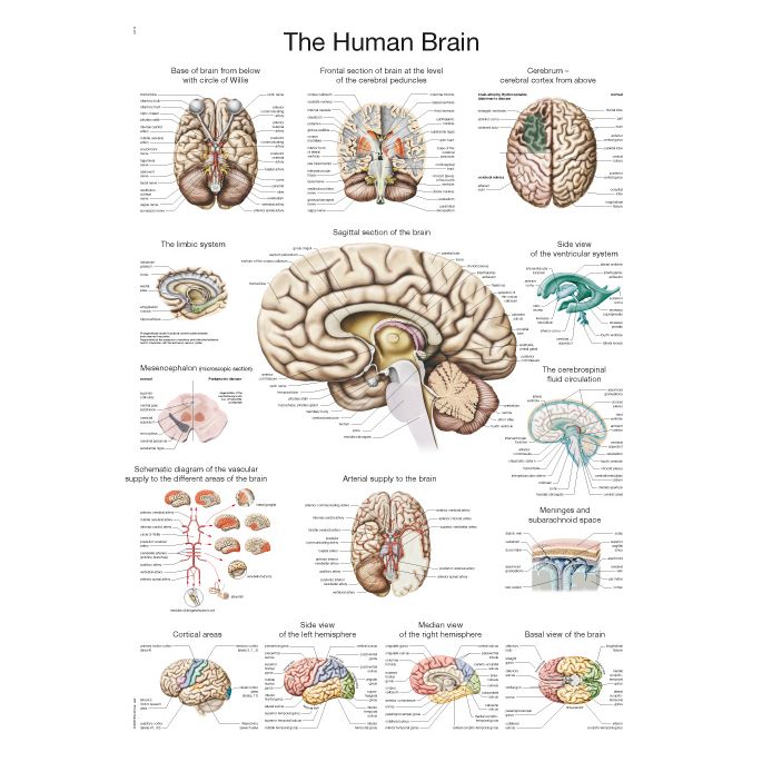 Anatomieposter