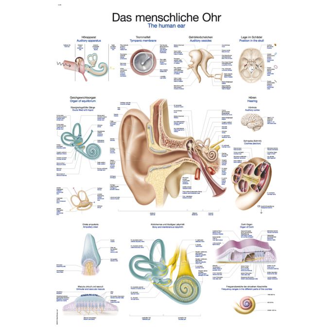 Anatomieposter