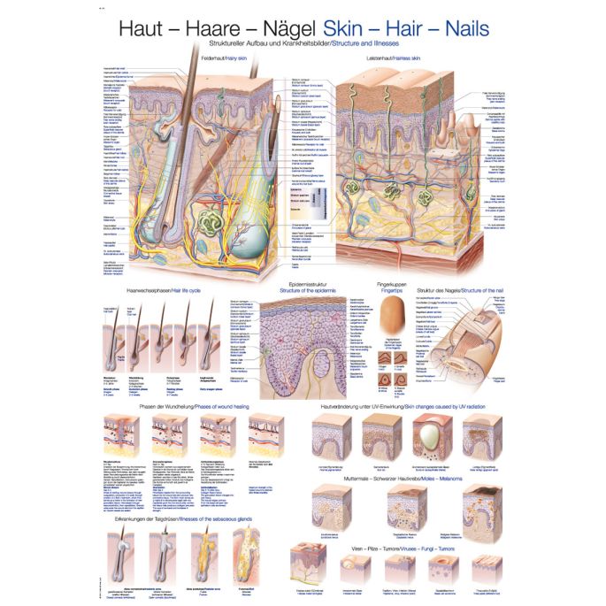 Anatomieposter