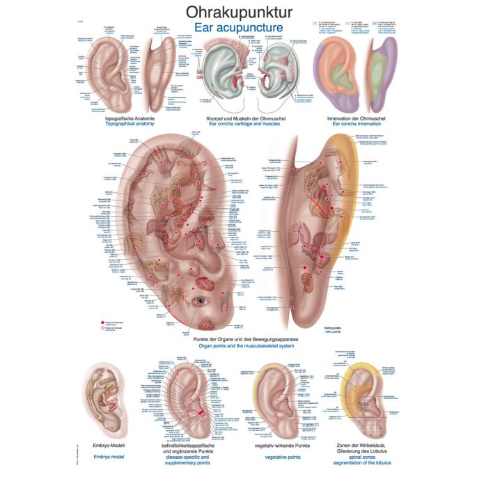 Acupunctuurposter