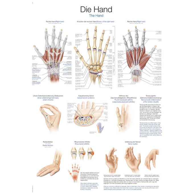 Anatomieposter