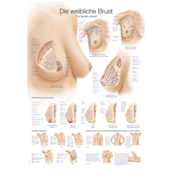Anatomieposter