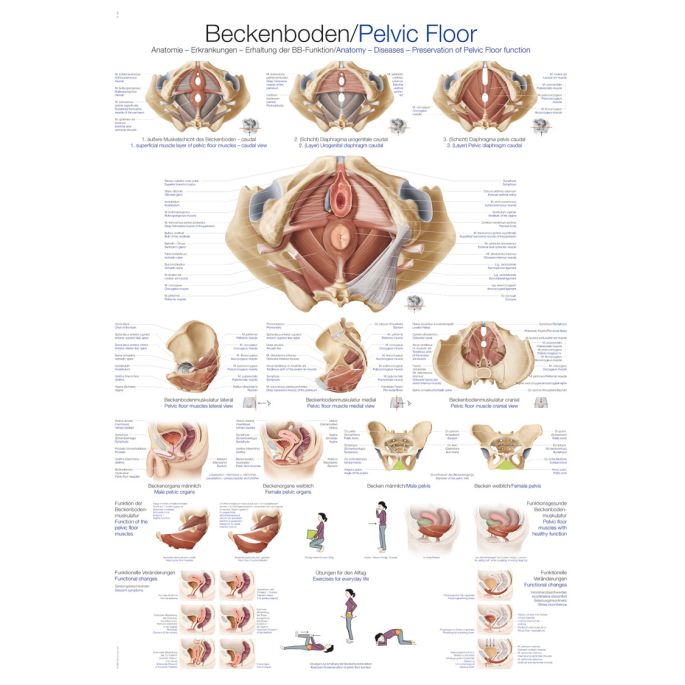 Anatomieposter