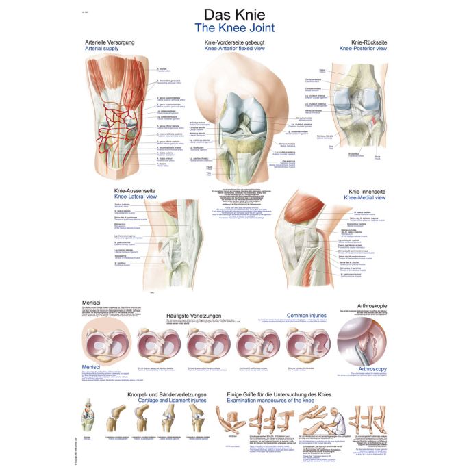Anatomieposter
