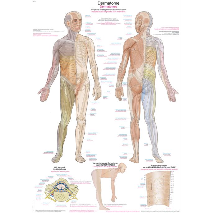 Anatomieposter