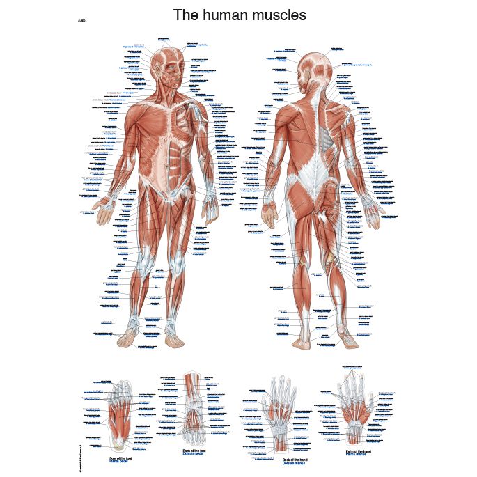 Laminated anatomieposter