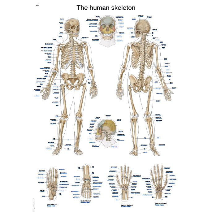 Laminated anatomieposter