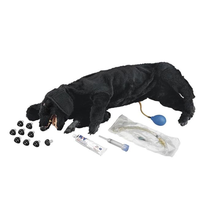 Basis Sanitaire CPR Hond