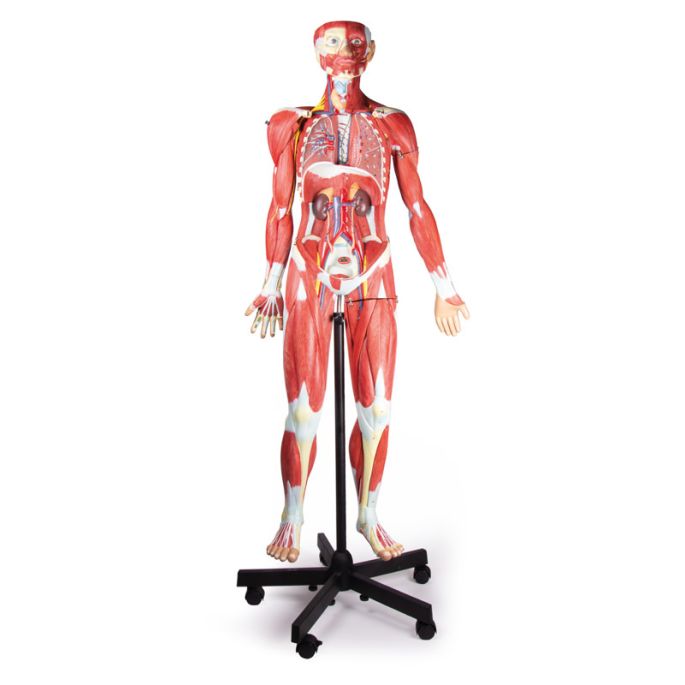 Gespierd figuur
