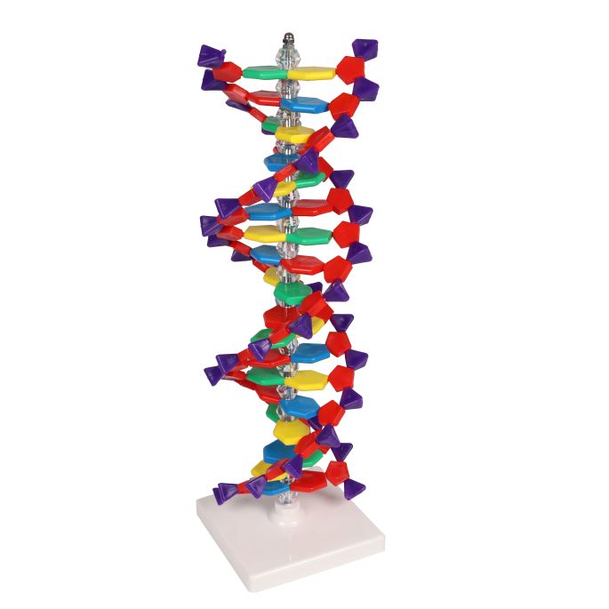 Dubbele DNA-helix - afbeelding 2