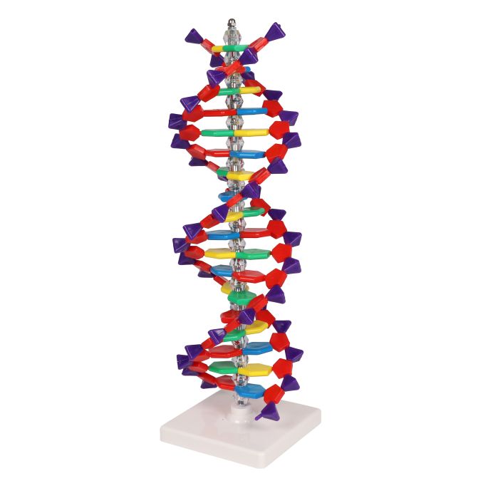 Dubbele DNA-helix - afbeelding 3