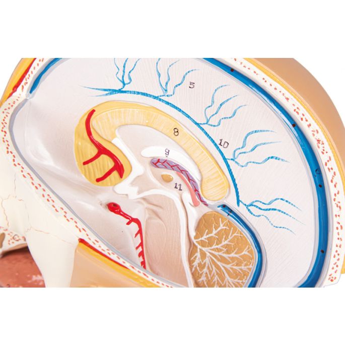 4 delen - EZ Augmented Anatomy - afbeelding 2