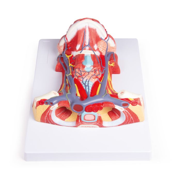 Anatomie van de nek - afbeelding 2