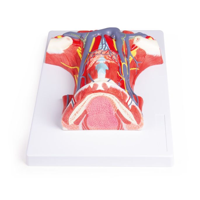 Anatomie van de nek - afbeelding 3