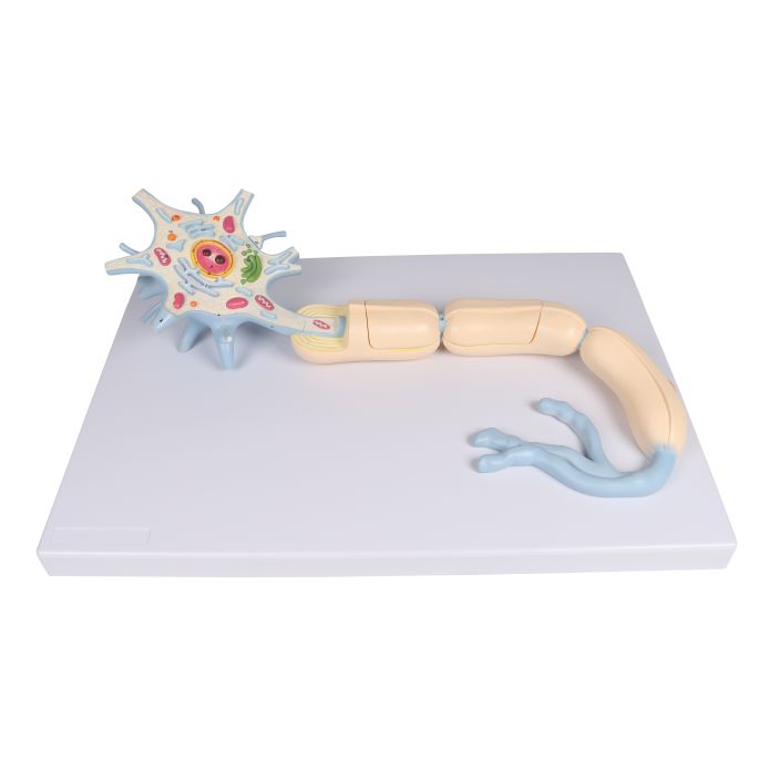 Neuron