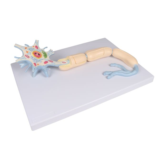 Neuron