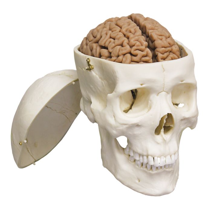 Human Brain
