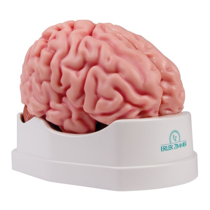 Anatomisch hersenmodel