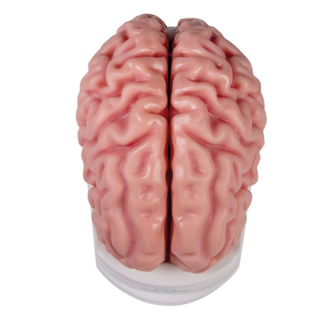 Anatomisch hersenmodel