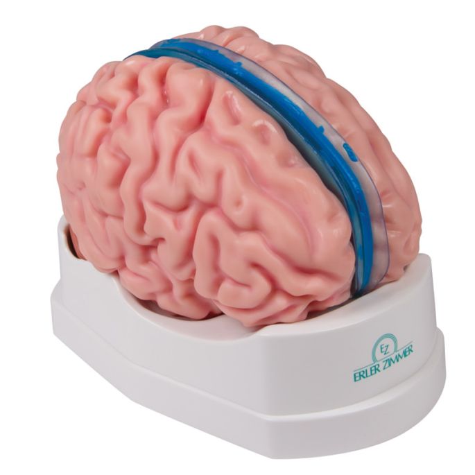 Anatomisch hersenmodel