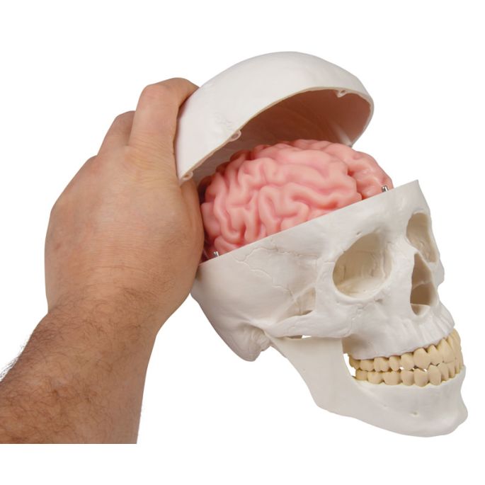 Anatomisch hersenmodel