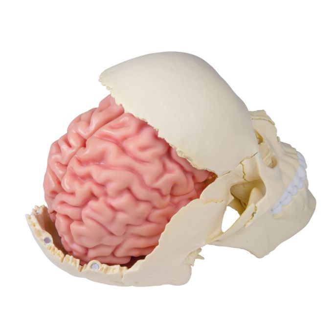 Anatomisch hersenmodel