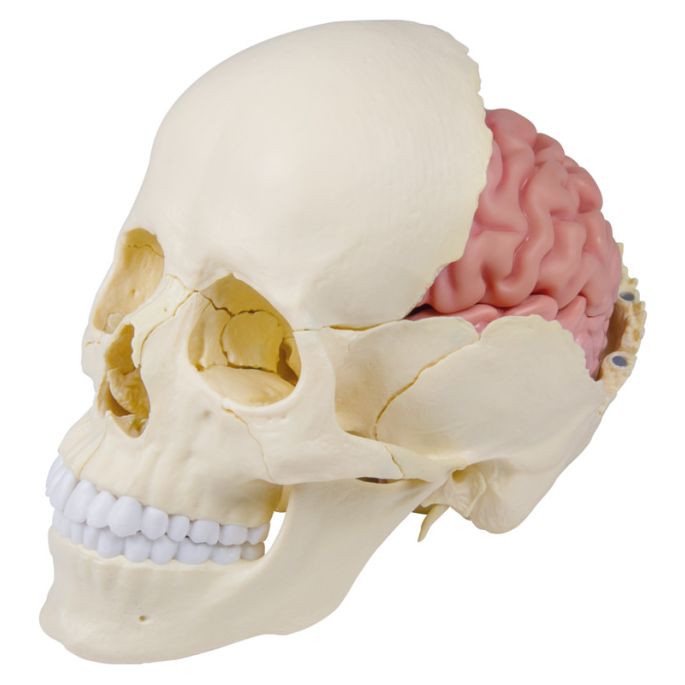 Anatomisch hersenmodel