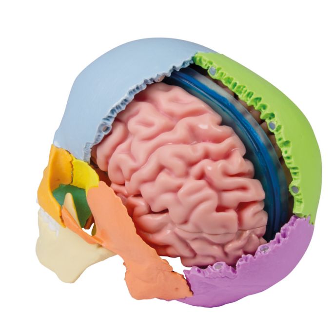 Anatomisch hersenmodel