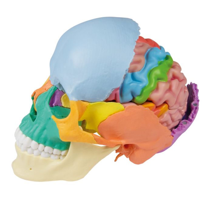 Anatomisch hersenmodel