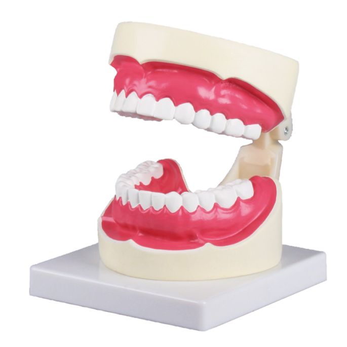 Mondhygiënemodel 1